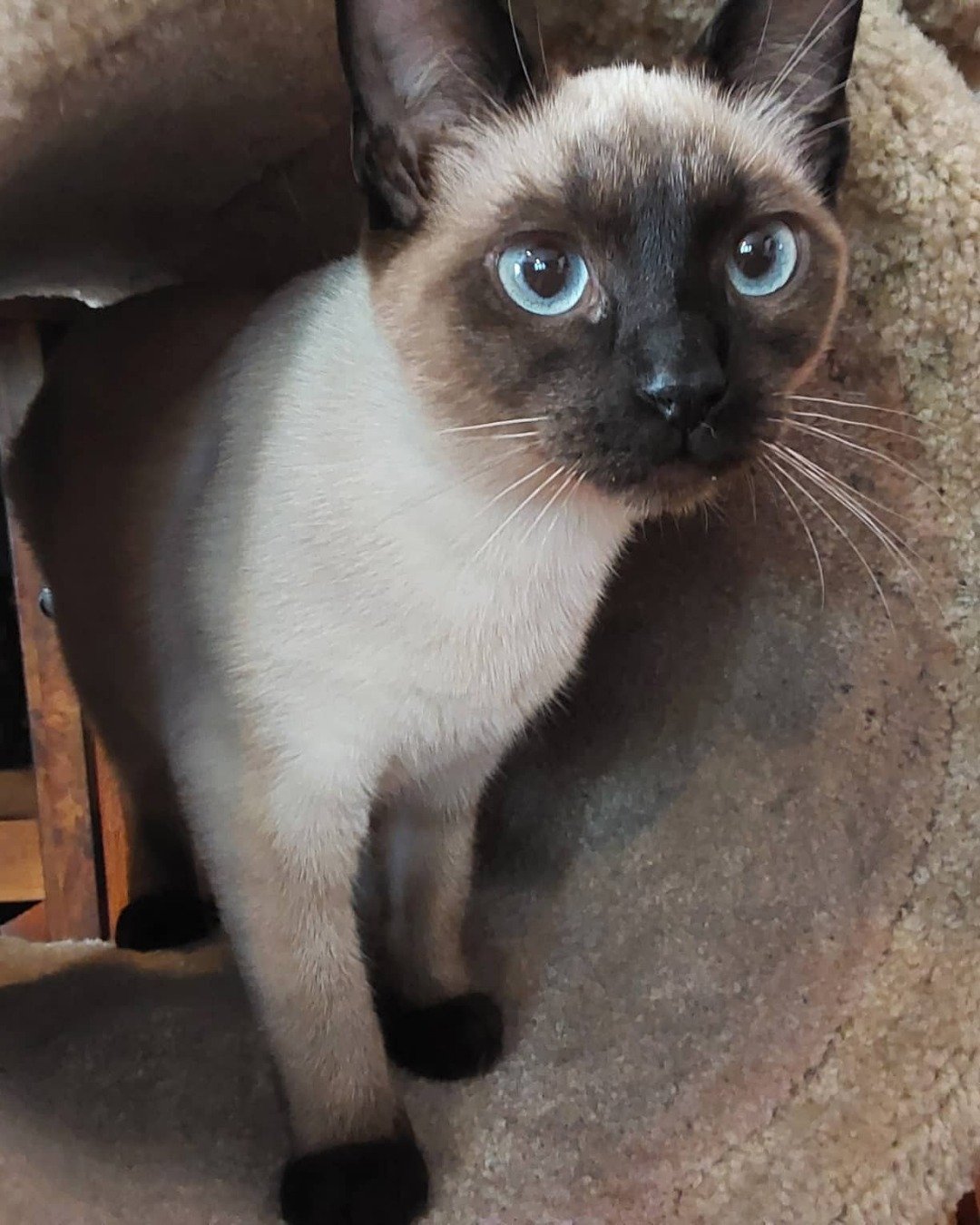 Luna🌙💫 (twin of Stella) the Siamese. Cat, Siamese