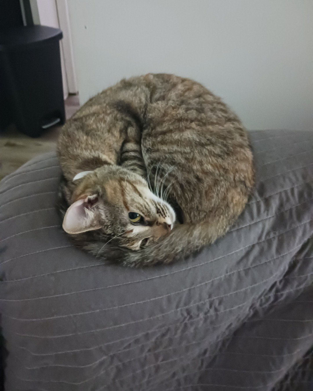 Pinstripe. Furniture, Couch, Cat, Person, Sleeping