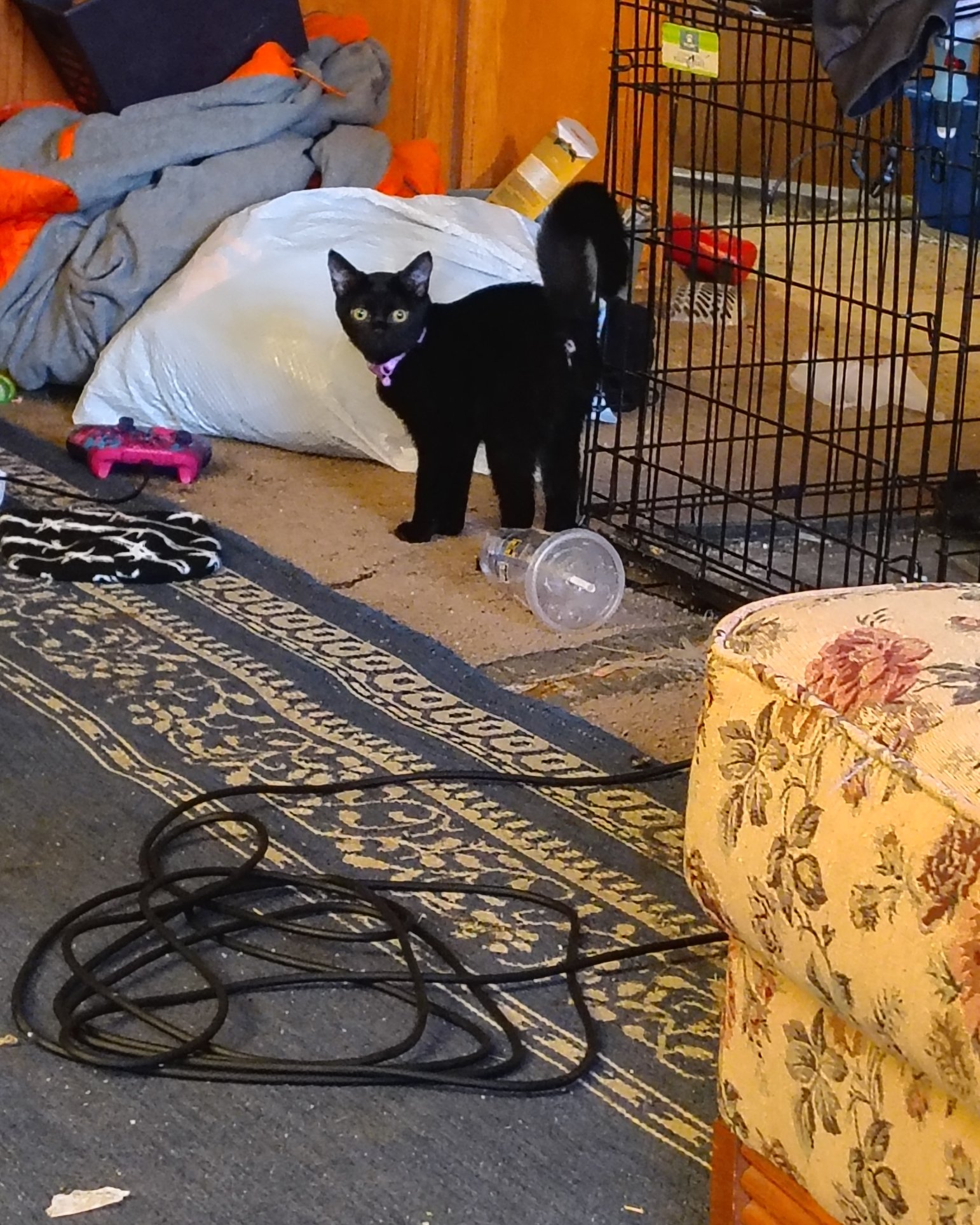 Wendsday the Black Kitty. Couch, Furniture, Cat