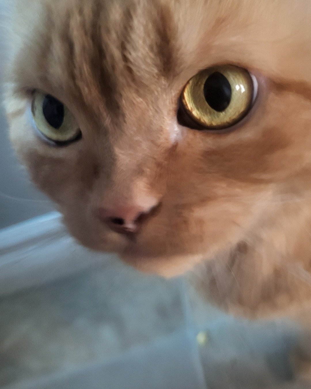 Rosie the American Shorthair. Cat, Kitten