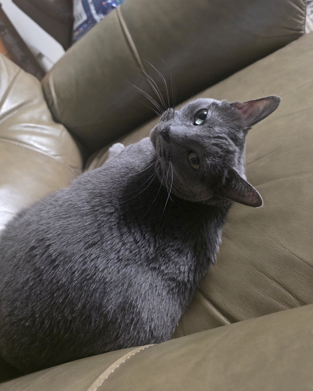 Cotton the Korat. Couch, Furniture, Cat, Cushion, Home Decor