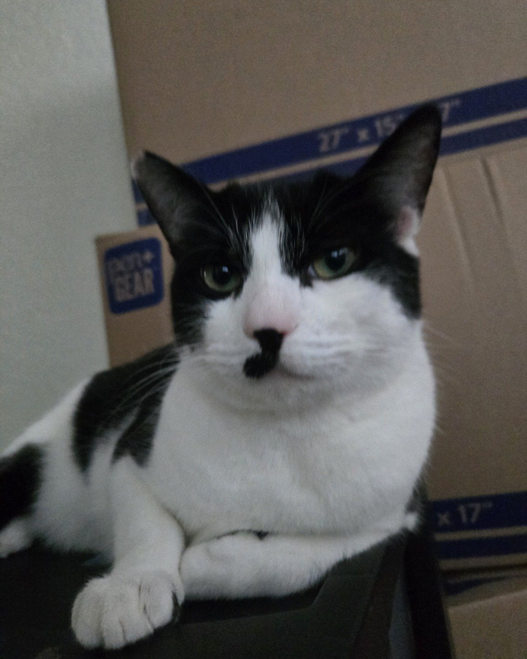 Skeleton the Tuxedo. Cat, Box