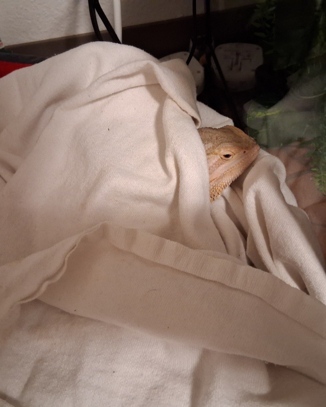 Aldawien "Al" for short. the Bearded Dragon. Blanket, Home Decor, Linen, Lizard, Reptile, Iguana