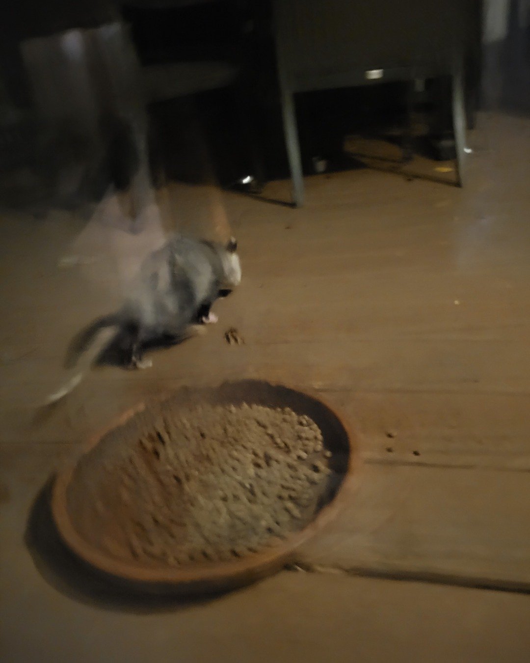 che-che the opossum. Floor, Flooring, Wood, Rat, Rodent