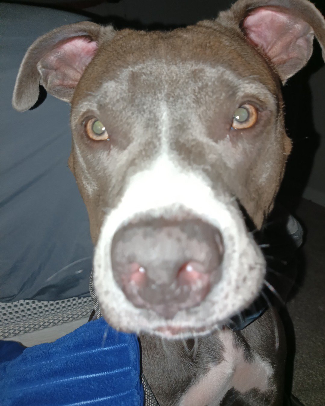 Gabby ❤️ the blue nose pitbull?. Dog, Puppy, Snout, Bulldog, Pitbull