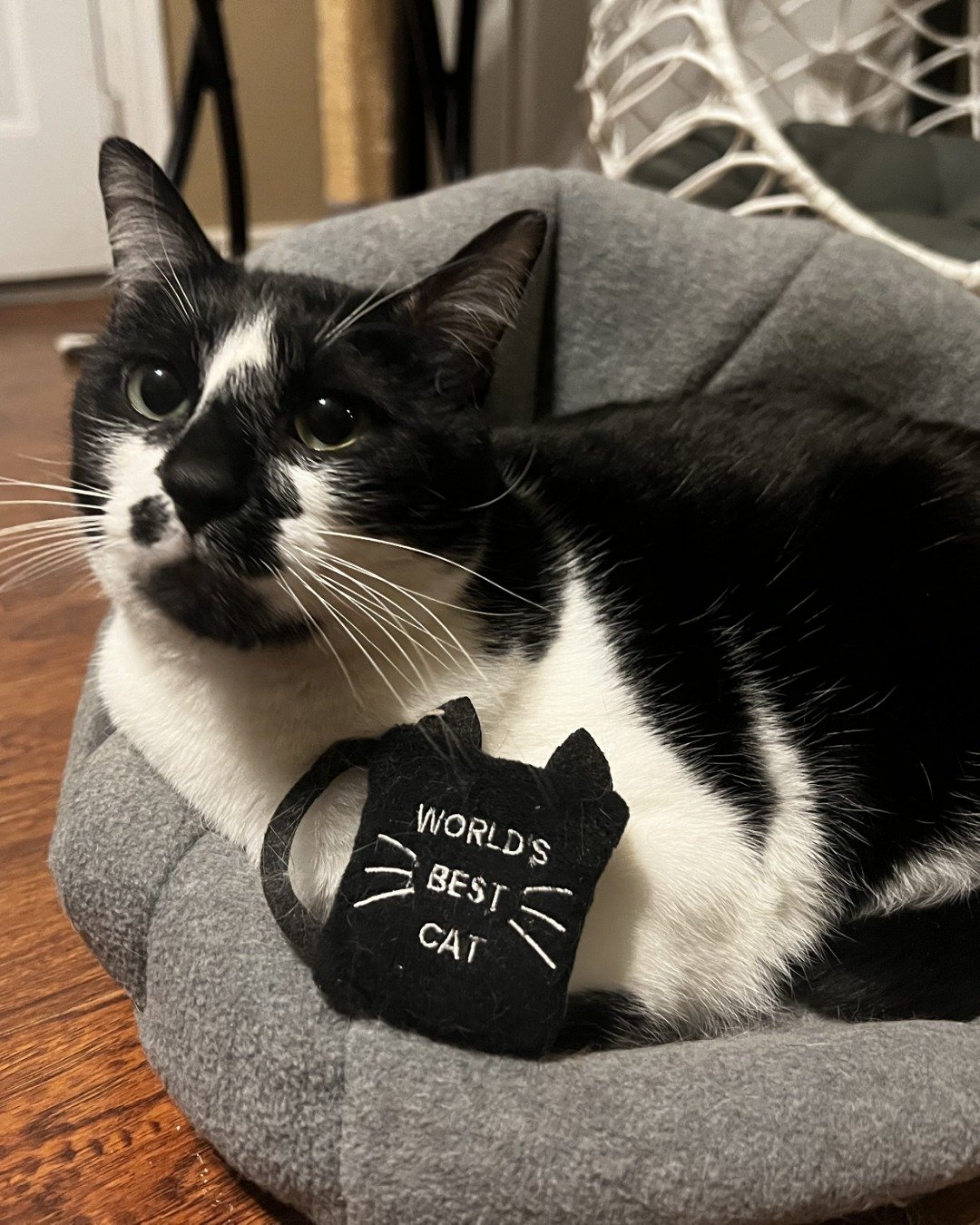 Baron. Cat, Kitten
