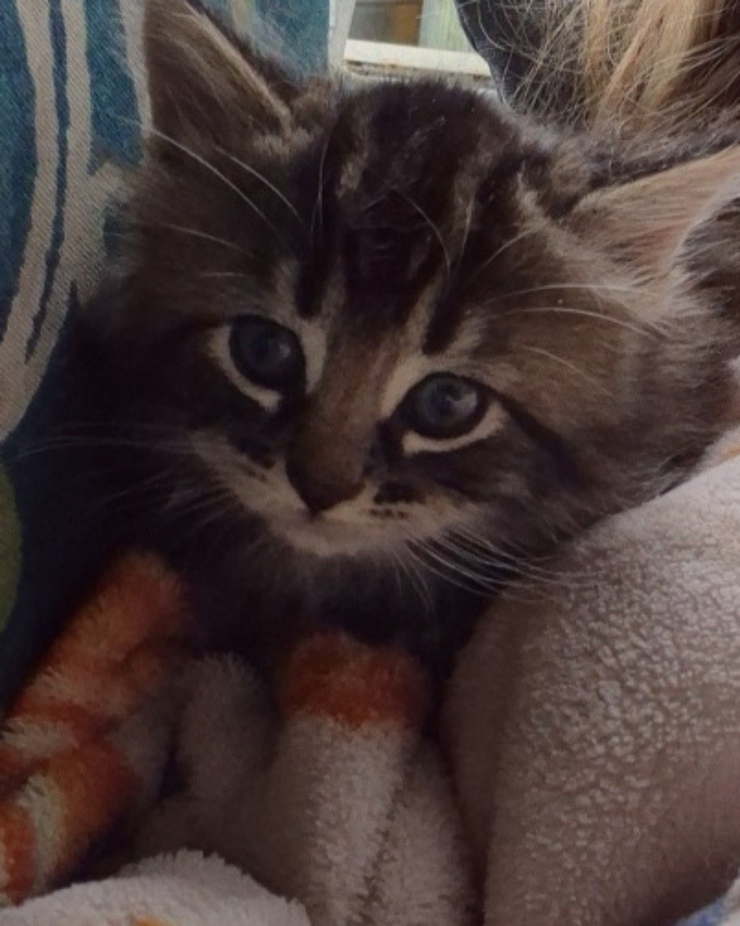 Noodle the Domestic longhair. Cat, Kitten