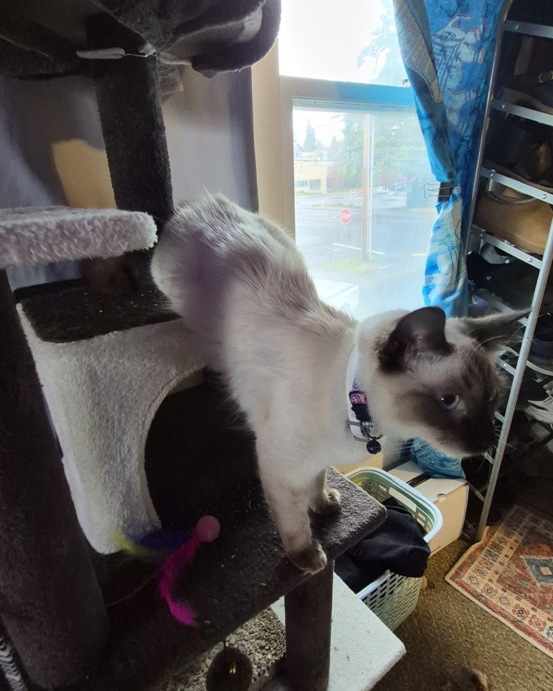 molly the siamese mix. Cat, Siamese, Home Decor, Rug