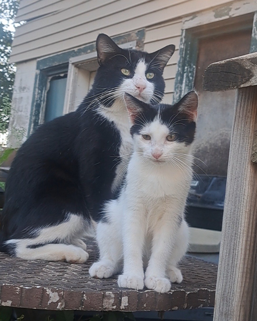 Little-Panda. Cat, Manx, Kitten, Architecture, Building, House