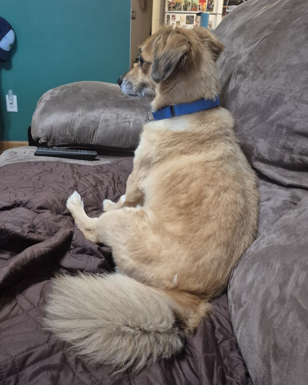 rusty. Couch, Furniture, Cushion, Home Decor, Dog, Golden Retriever