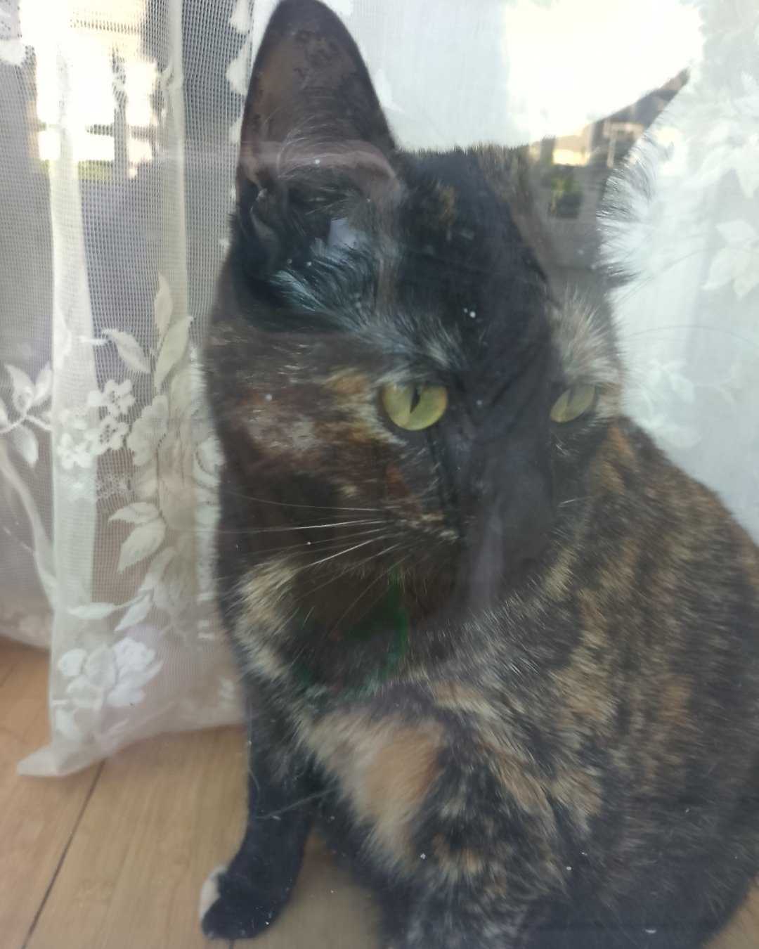 Candy (a.k.a. Angie) the American Shorthair. Cat, Manx