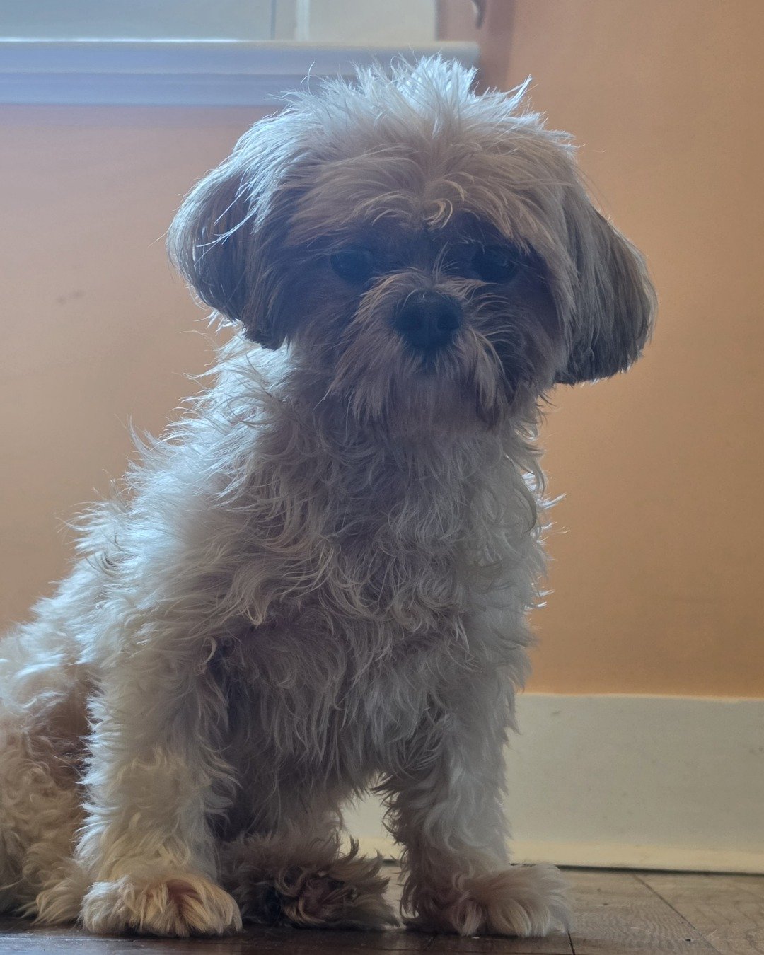 Kaylee Marie the Shih Tzu. Dog, Puppy