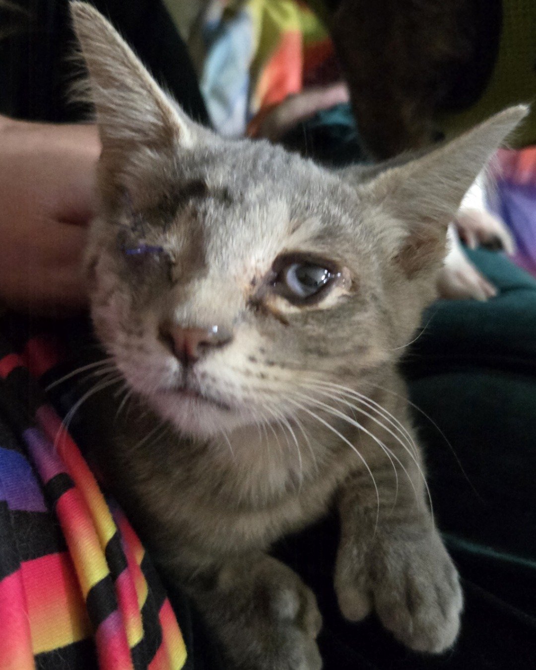 Mitten the tabby. Abyssinian, Cat, Kitten