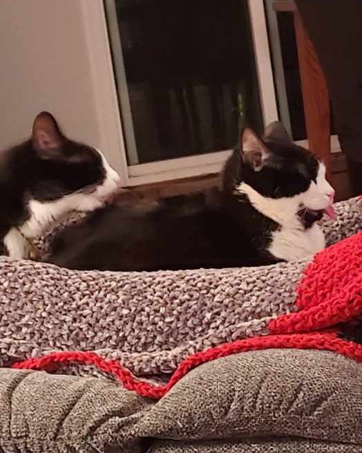 Salem. Blanket, Couch, Furniture, Cat