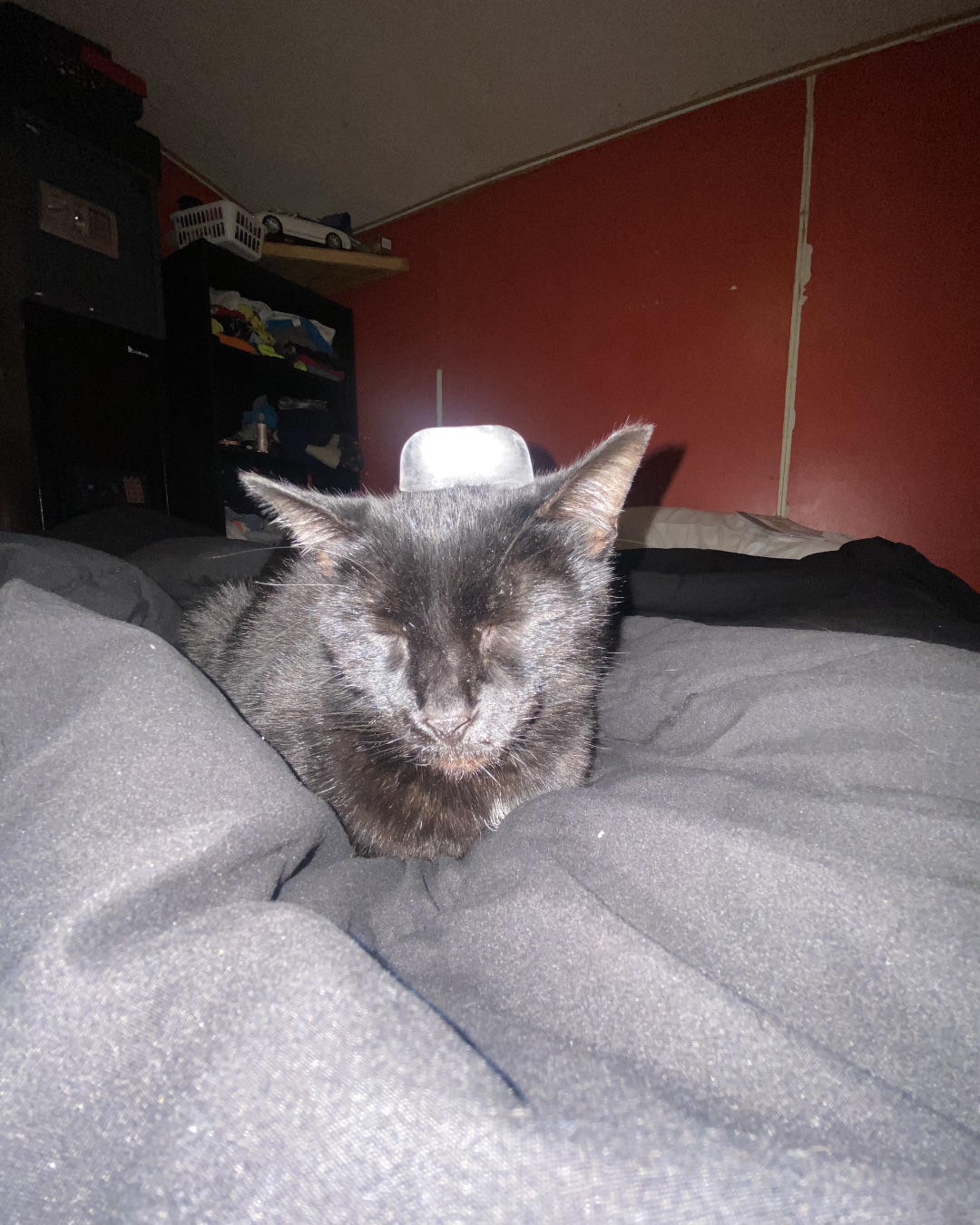 Jade the Black Cat. Furniture, Cat, Bed, Bedroom, Indoors, Room