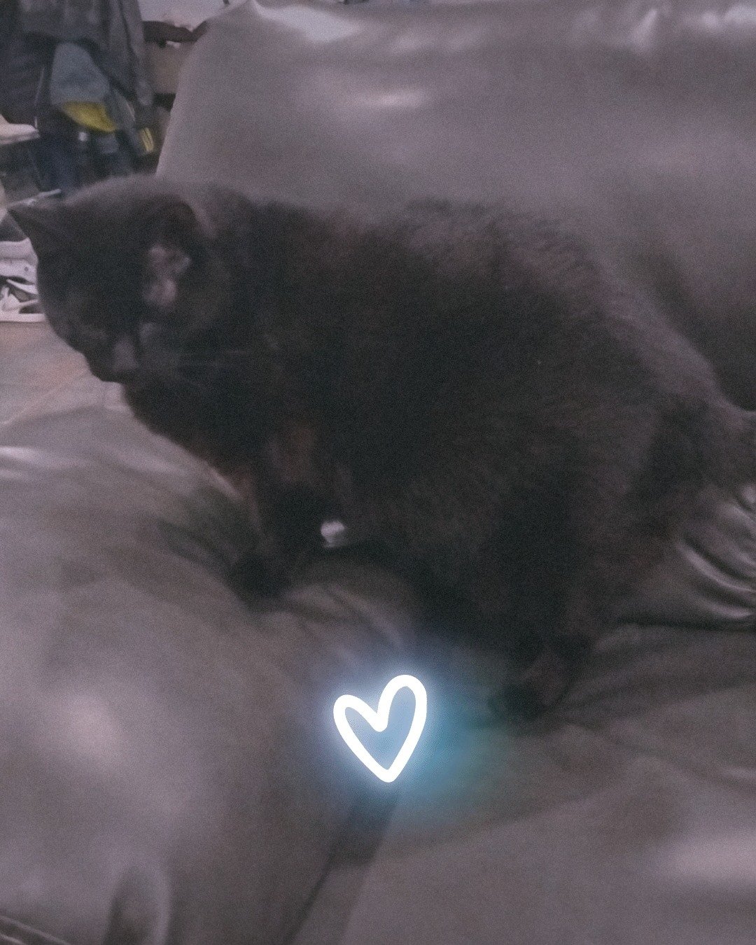 Milo the Unknown. Couch, Furniture, Cat
