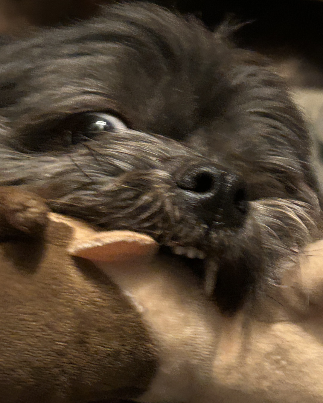 Gus the Chihuahua And Shih Tzu Mix — Dog, Puppy
