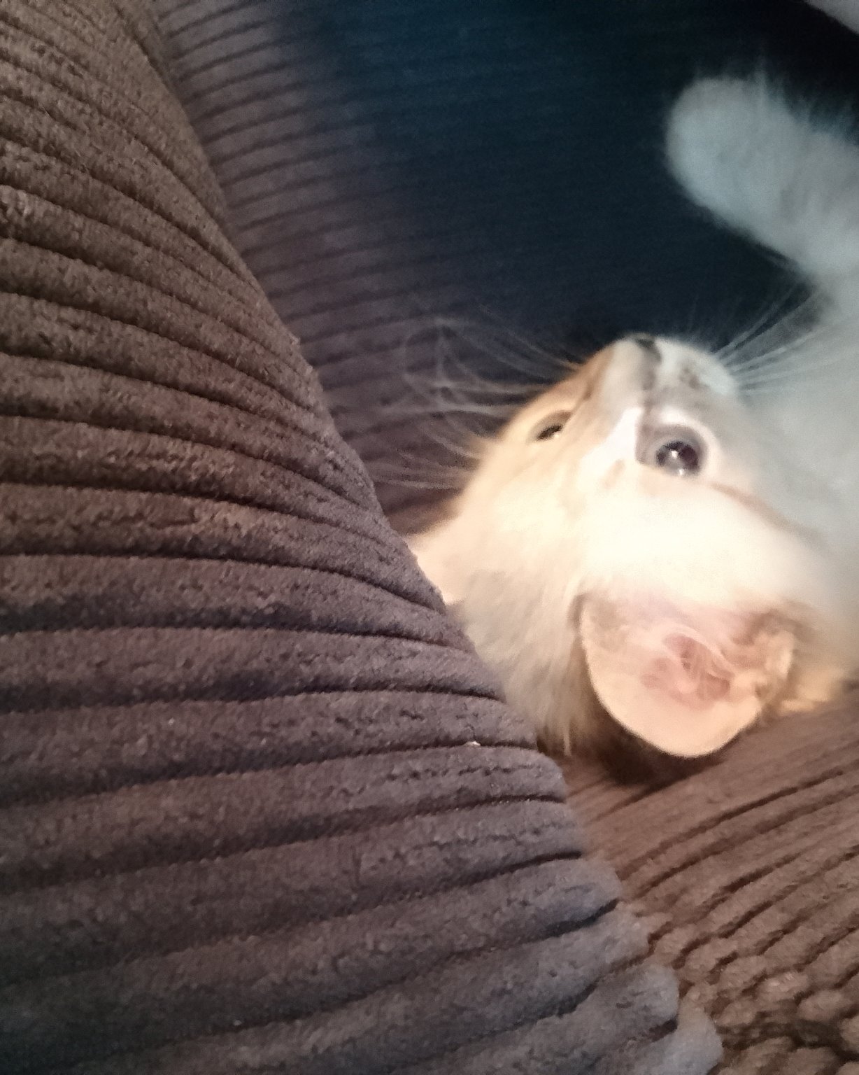 Salt the Unknownnn. Person, Cat, Kitten, Blanket