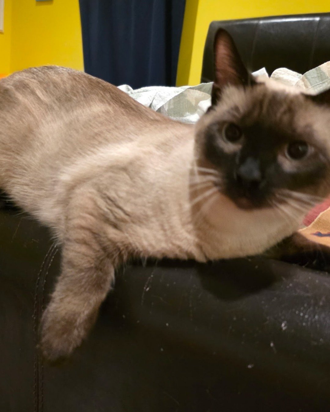 stub tail Stella🙃😎 (twin of Luna) the Siamese. Cat, Siamese