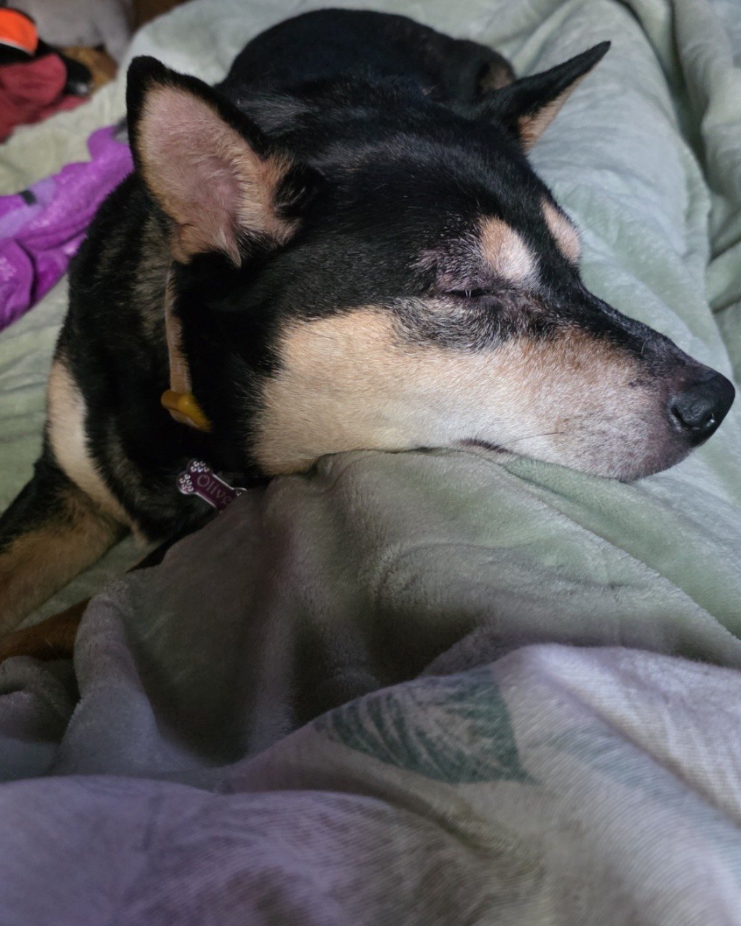 Olive the Shiba/Heeler. Person, Sleeping, Dog, Husky, Puppy, Blanket