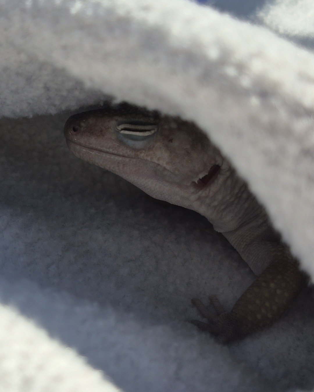 crystal the blizzard lepord gecko. Gecko, Lizard, Reptile