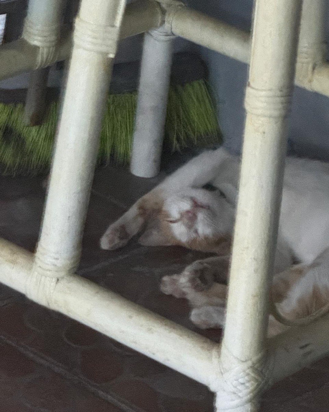 Mango. Furniture, Cat, Dog