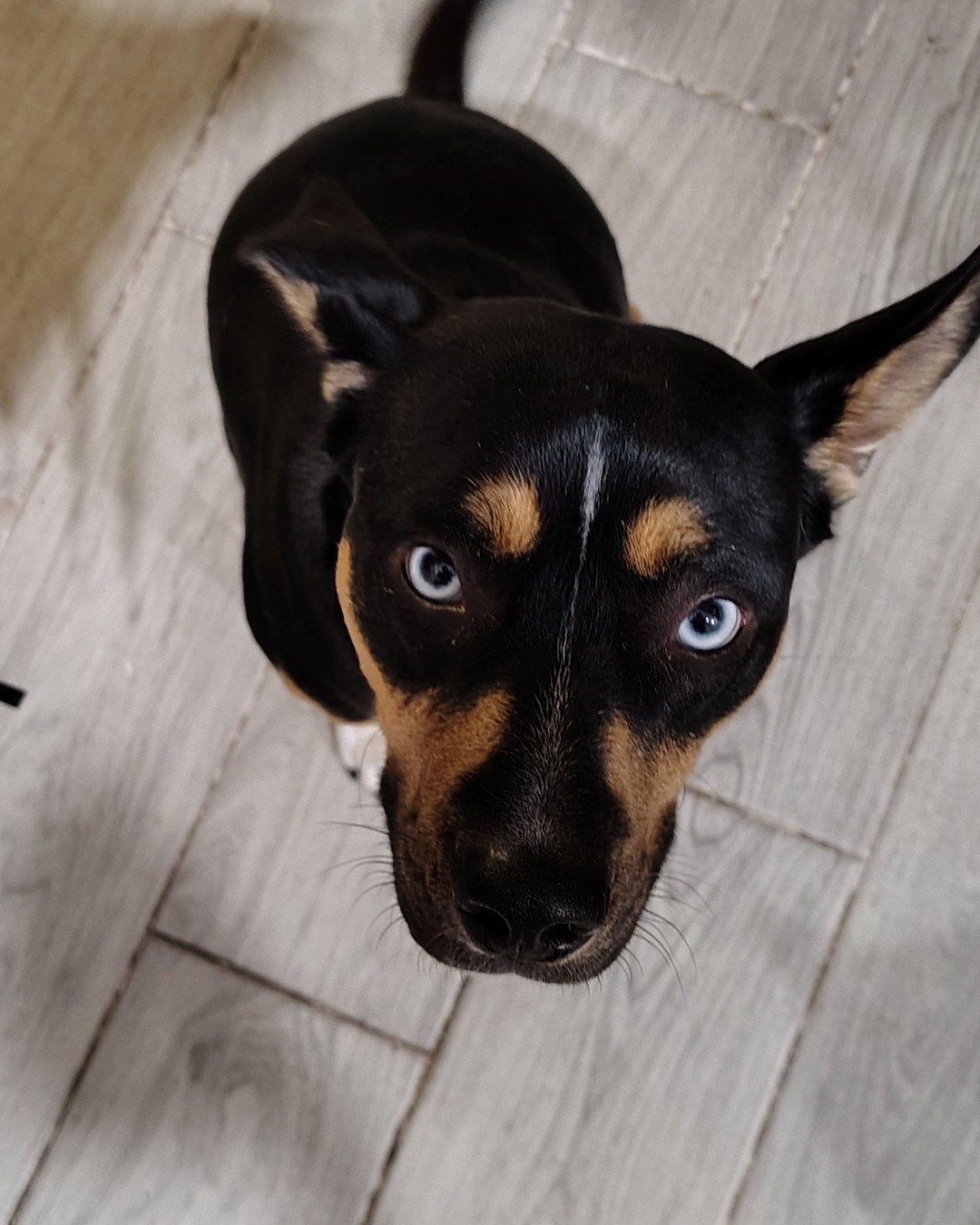 Gracie. Dog, Puppy, Hound, Snout