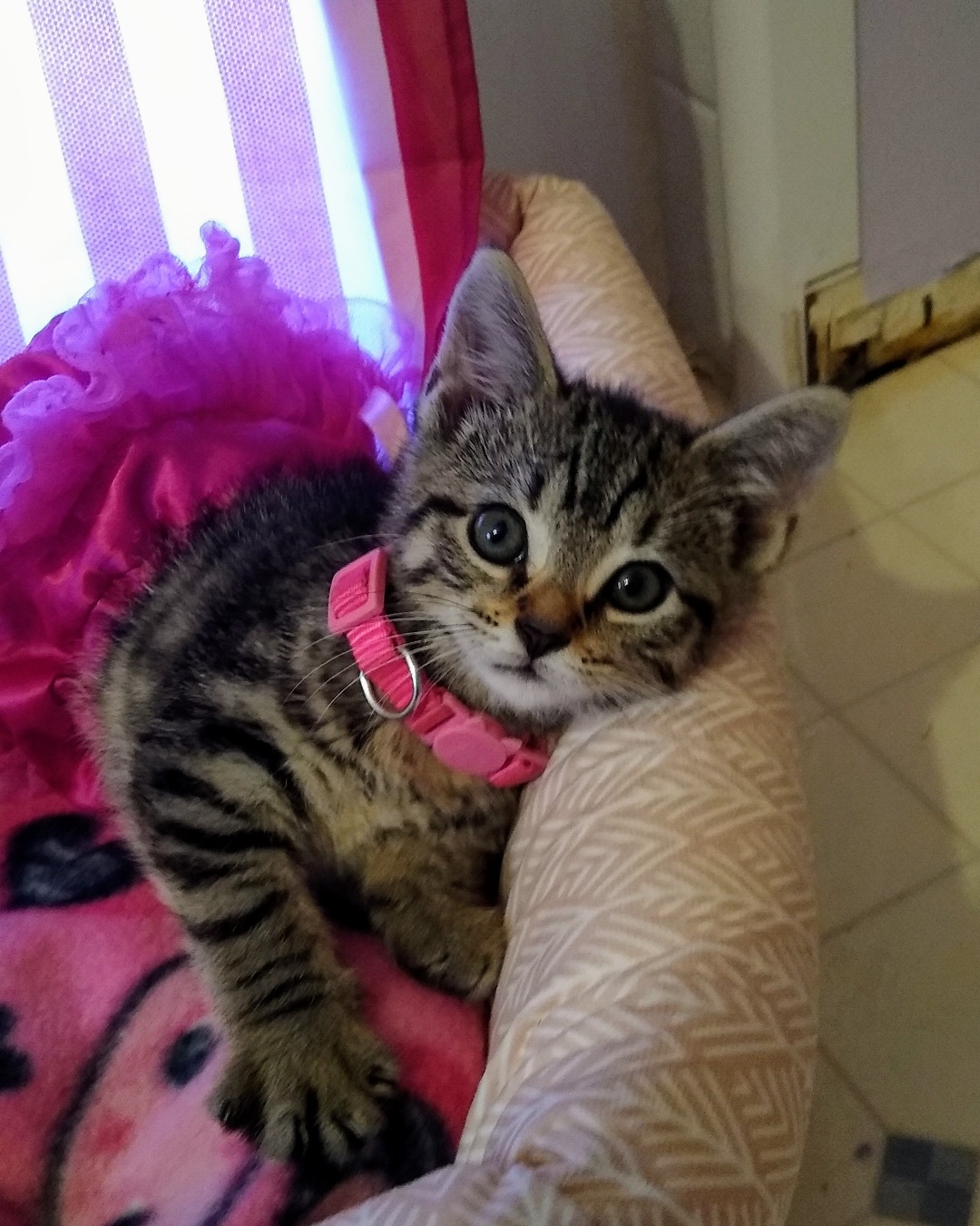 Airella. Couch, Furniture, Cushion, Home Decor, Cat, Kitten