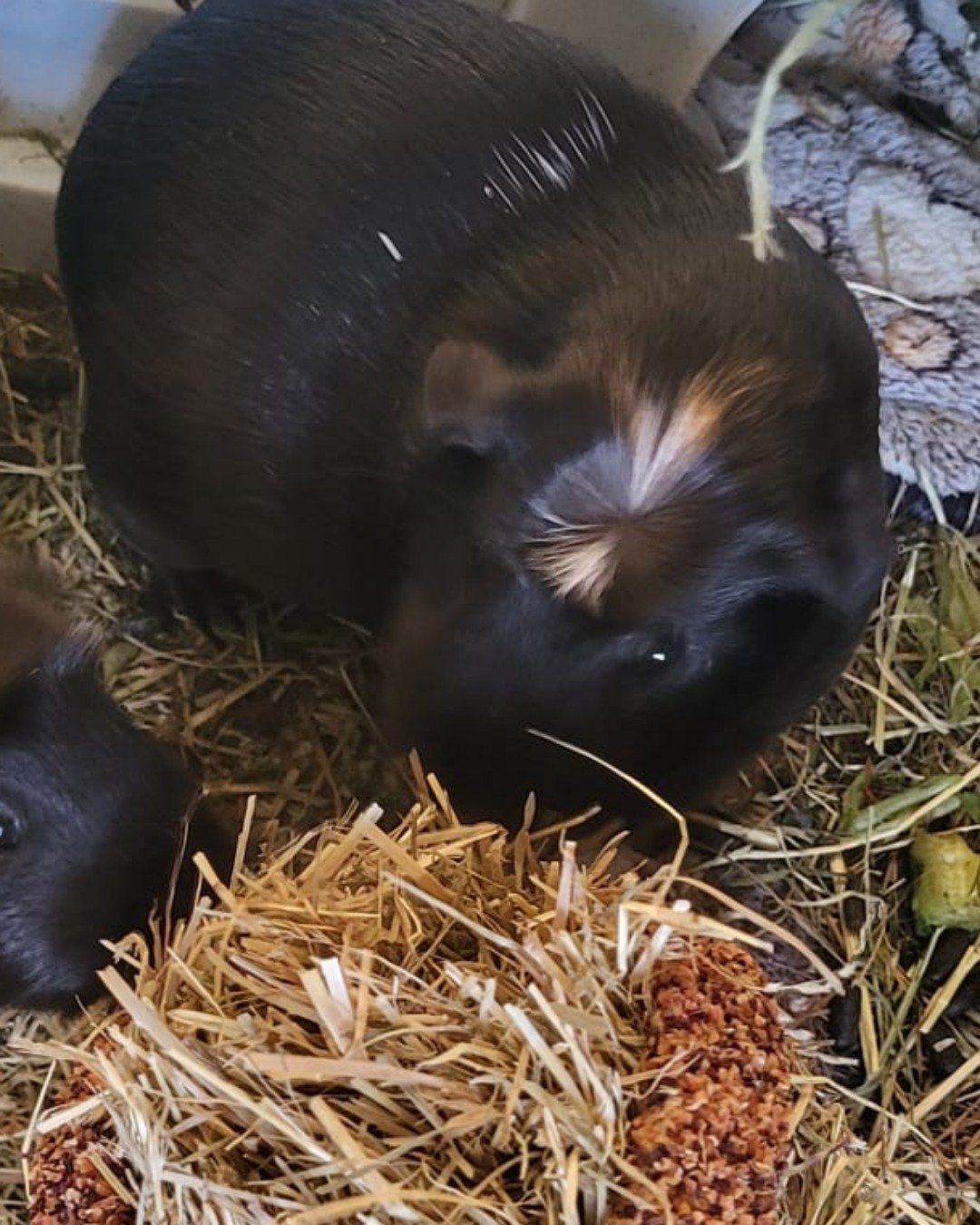 Raven the Guinea pig. Pig, Rat, Rodent