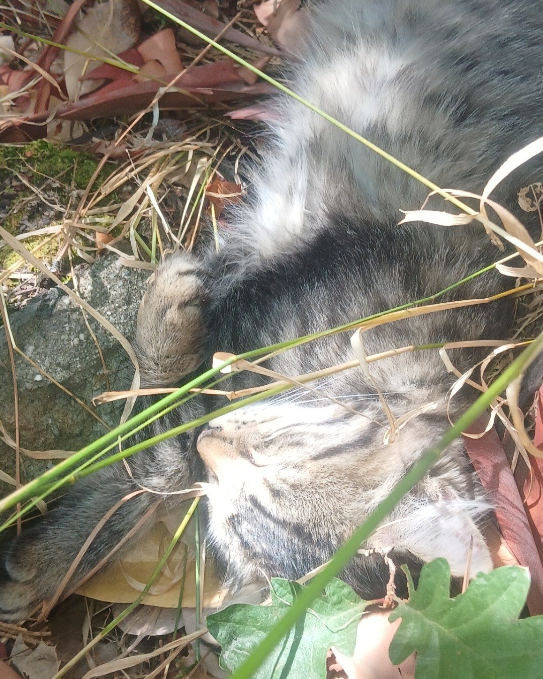 Baby Girl and Batgirl. Leaf, Plant, Herbal, Herbs, Rock, Soil