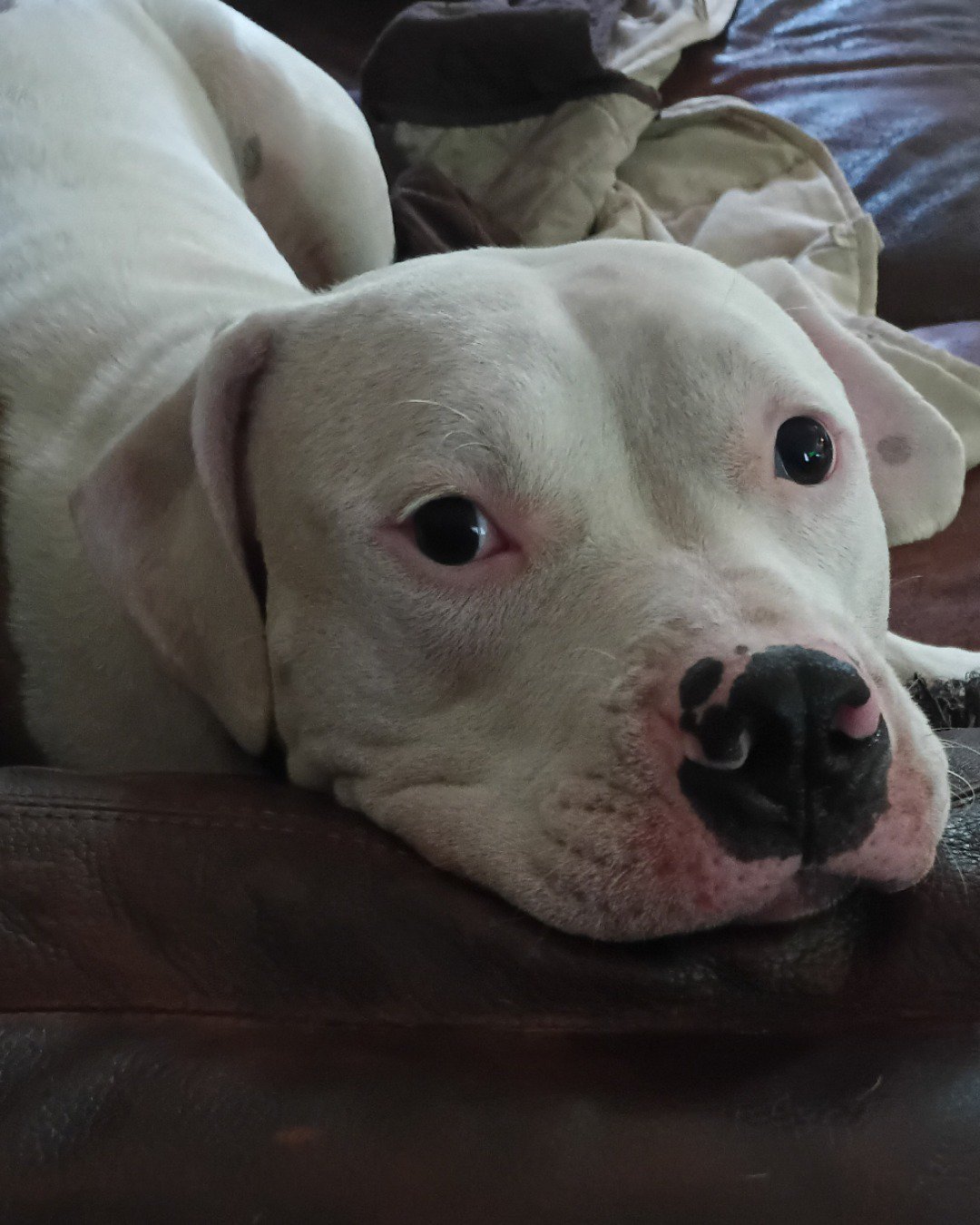 Drew and Raymond the Pitbull. Dog, Puppy, Bulldog, Pitbull, Boxer, Couch