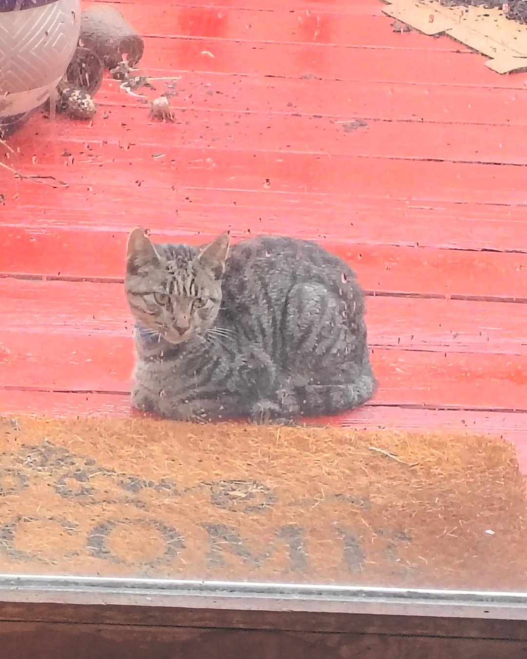 Zeus the domestic short hair. Cat, Manx, Kitten, Wood