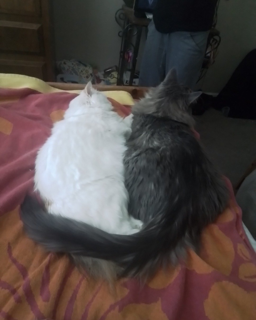 fluffy-smokey the calico-gray/half Maine coon. Angora, Cat, Adult, Male, Man, Person