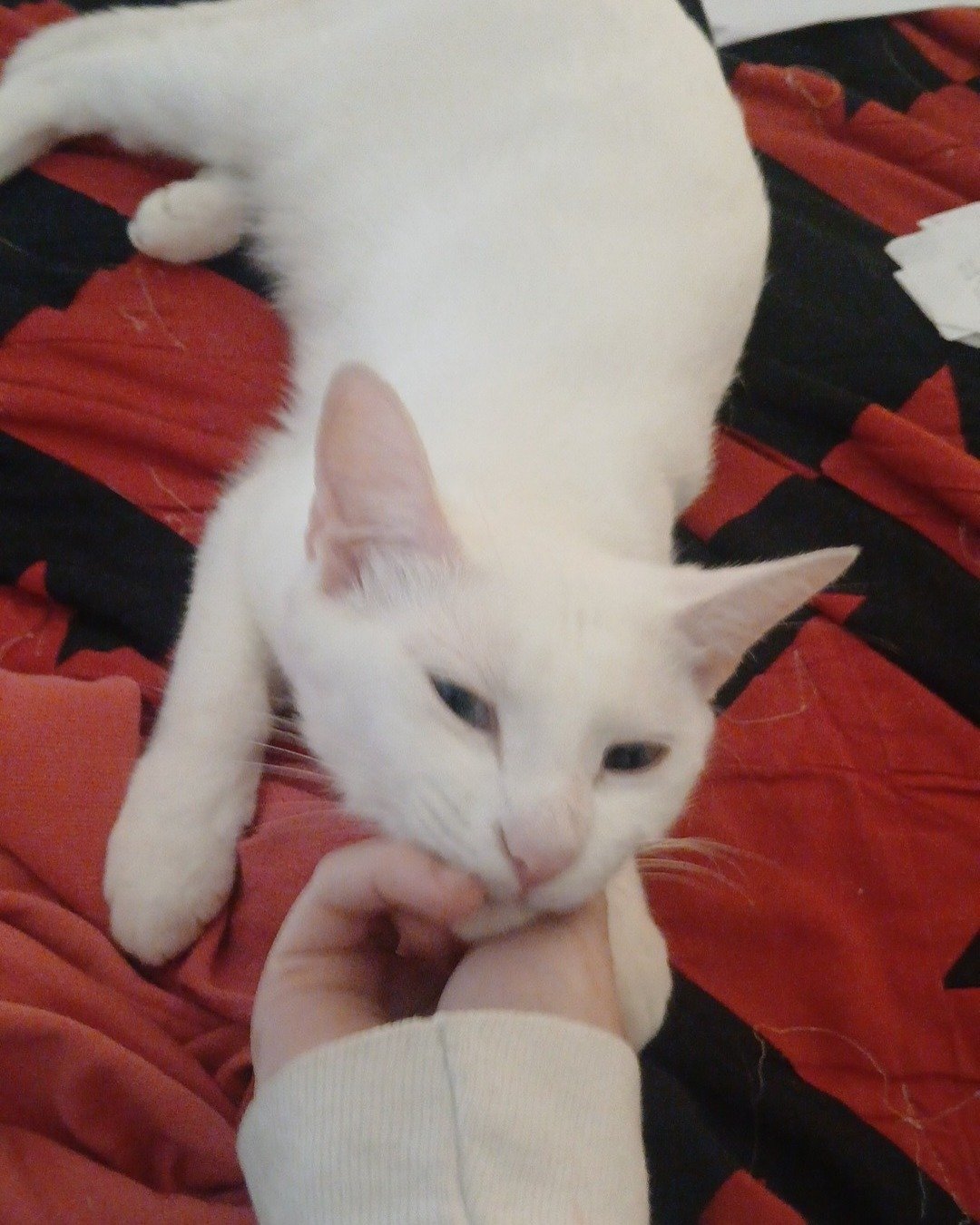 Snowball the White kitty. Cat, Kitten
