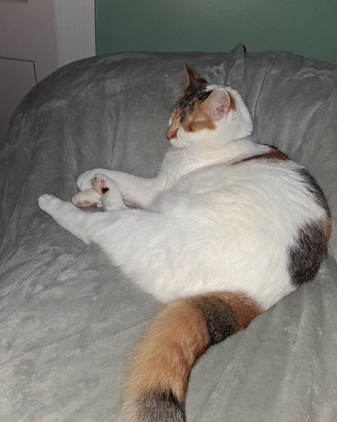 Callie the Calico maincoon. Person, Sleeping, Furniture, Cat, Bed, Indoors