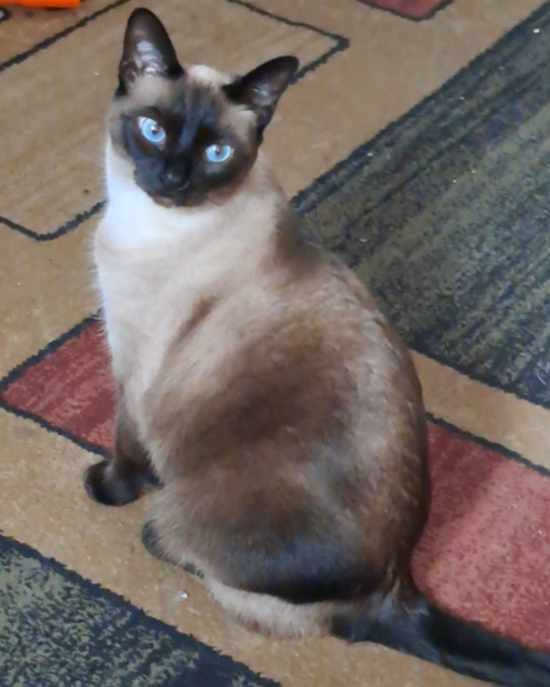 Luna🌙💫 (twin of Stella) the Siamese. Cat, Siamese