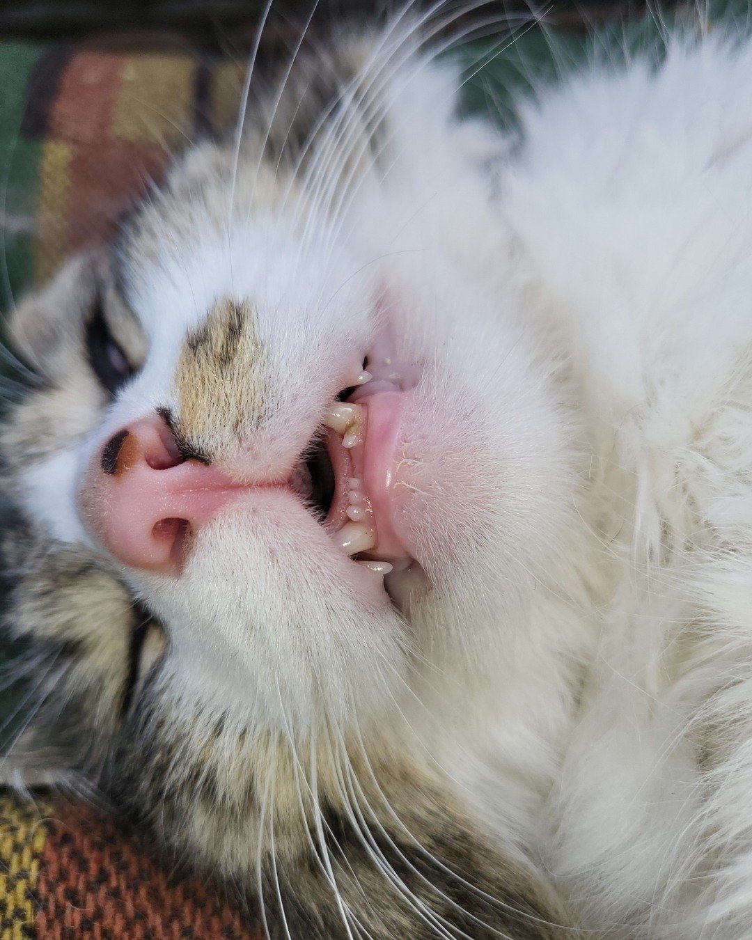 Farley Fart the tabby. Body Part, Mouth, Person, Teeth, Cat, Kitten