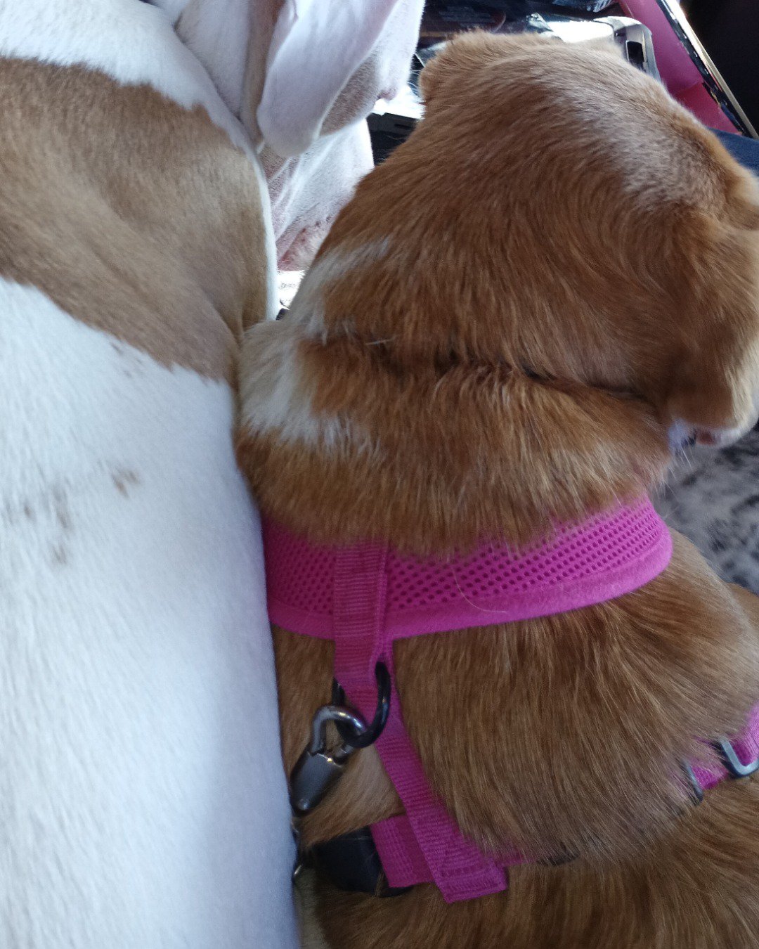 Lucy the beagle Pomeranian and chihuahua. Dog, Hound, Accessories, Strap