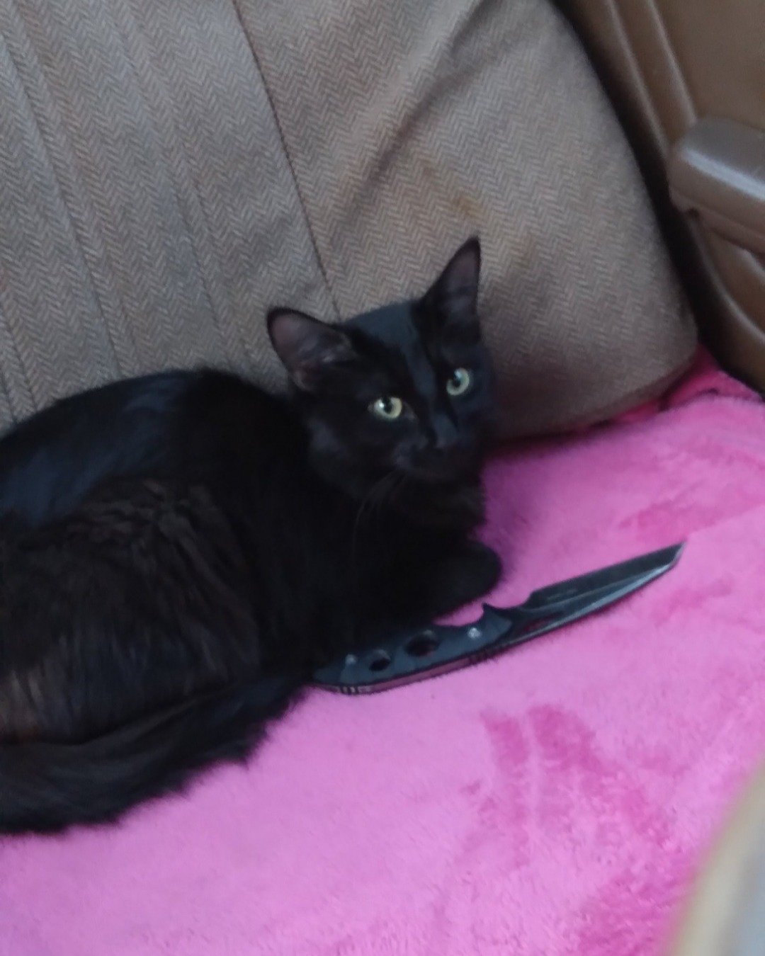 Cleopatra the Bombay. Couch, Furniture, Cat, Computer, Electronics, Black Cat
