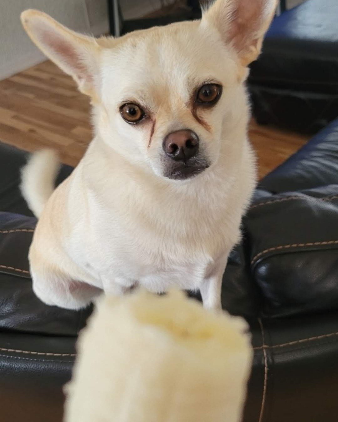 Oscar the Chihuahua/Pom. Dog, Chihuahua