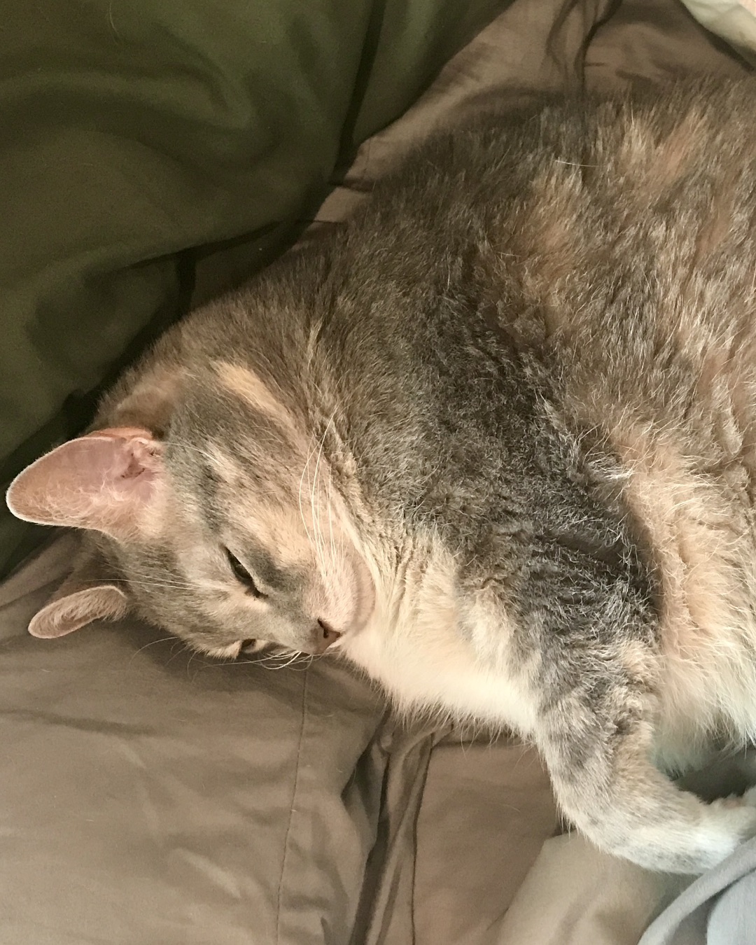 Big Tuna the Fatty. Cat, Manx, Abyssinian, Person, Sleeping, Couch