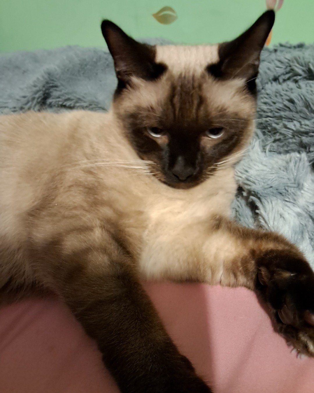 stub tail Stella🙃😎 (twin of Luna) the Siamese. Cat, Siamese