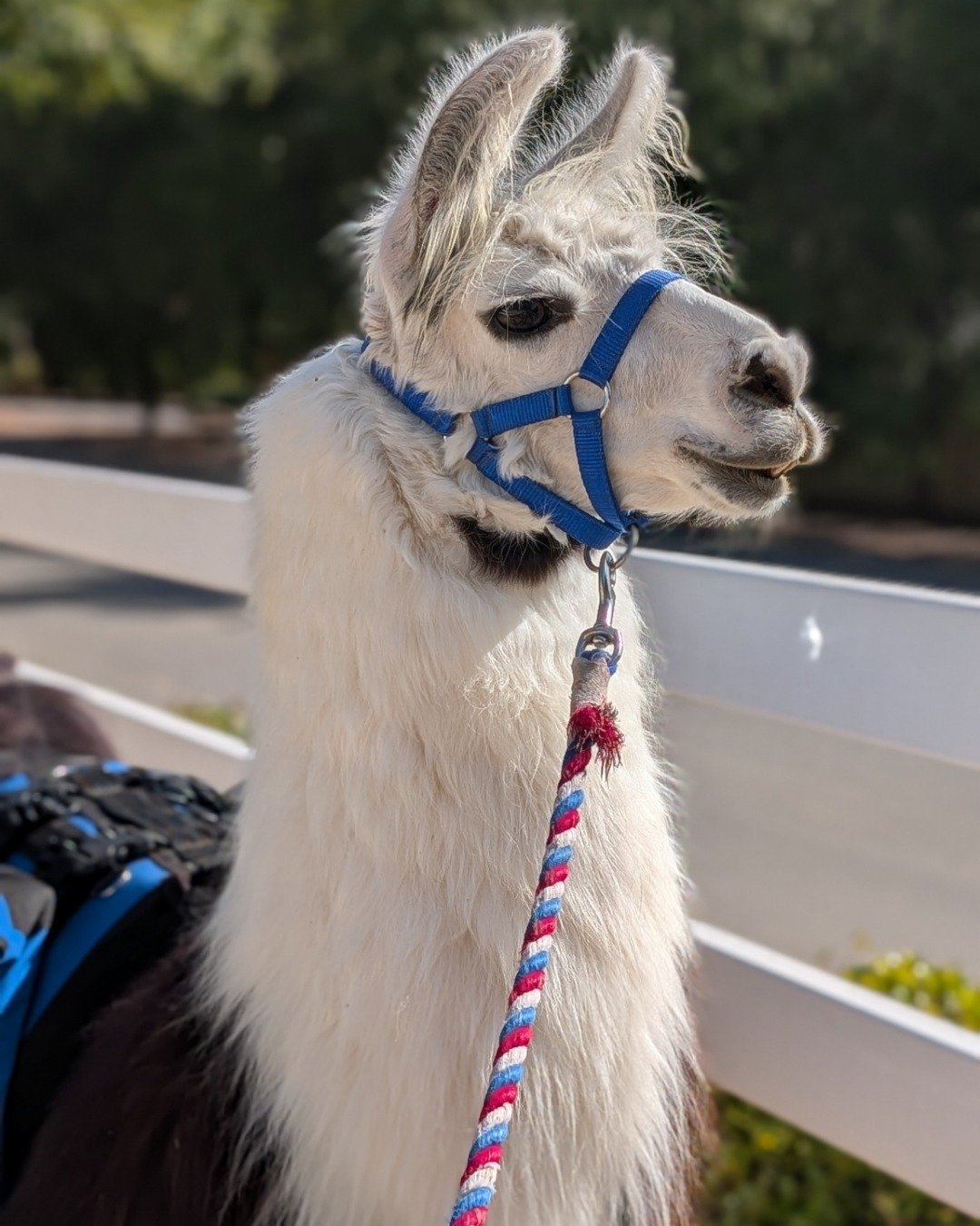 Stanley the Llama. Llama, Dog