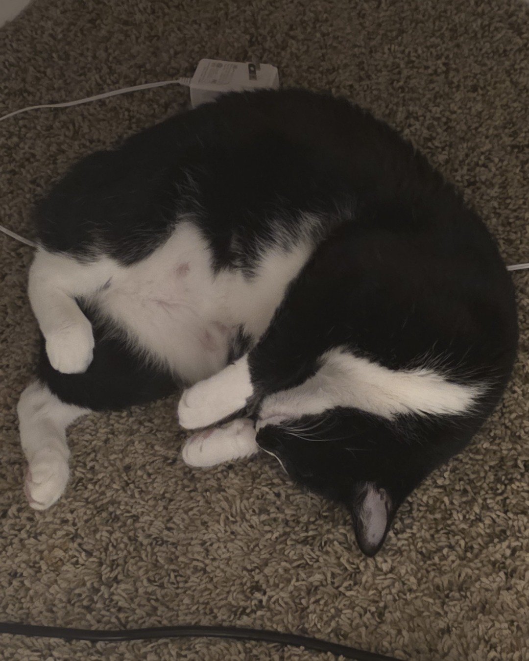 Lorelai the Tuxedo. Person, Sleeping, Cat