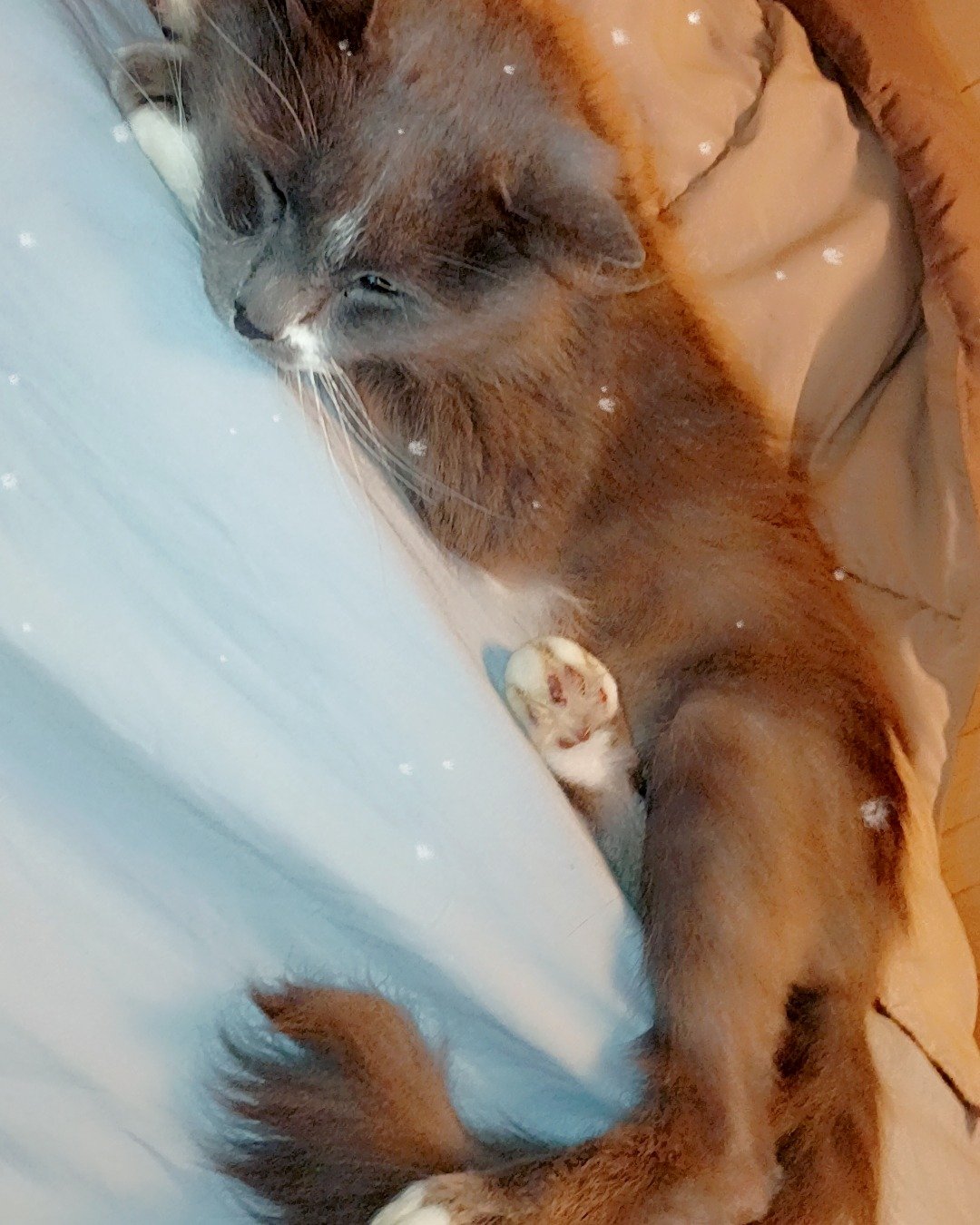 Tom the long hair cat. Cat, Kitten