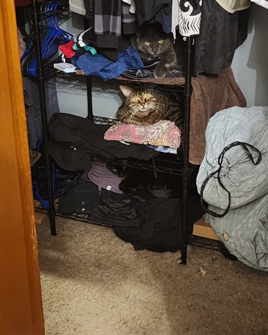 Happy, Rick, and Unity together. Furniture, Indoors, Cat