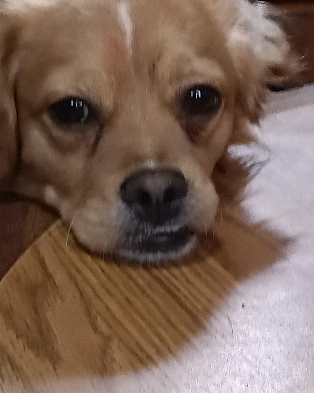 Yuri the PugZu. Dog, Puppy