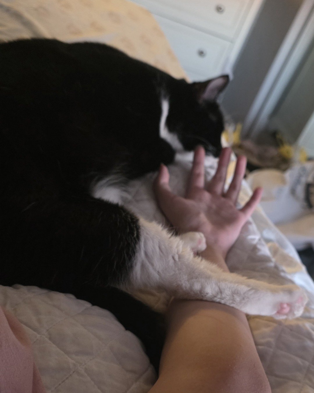 Lorelai the Tuxedo. Body Part, Finger, Hand, Person, Furniture, Cat