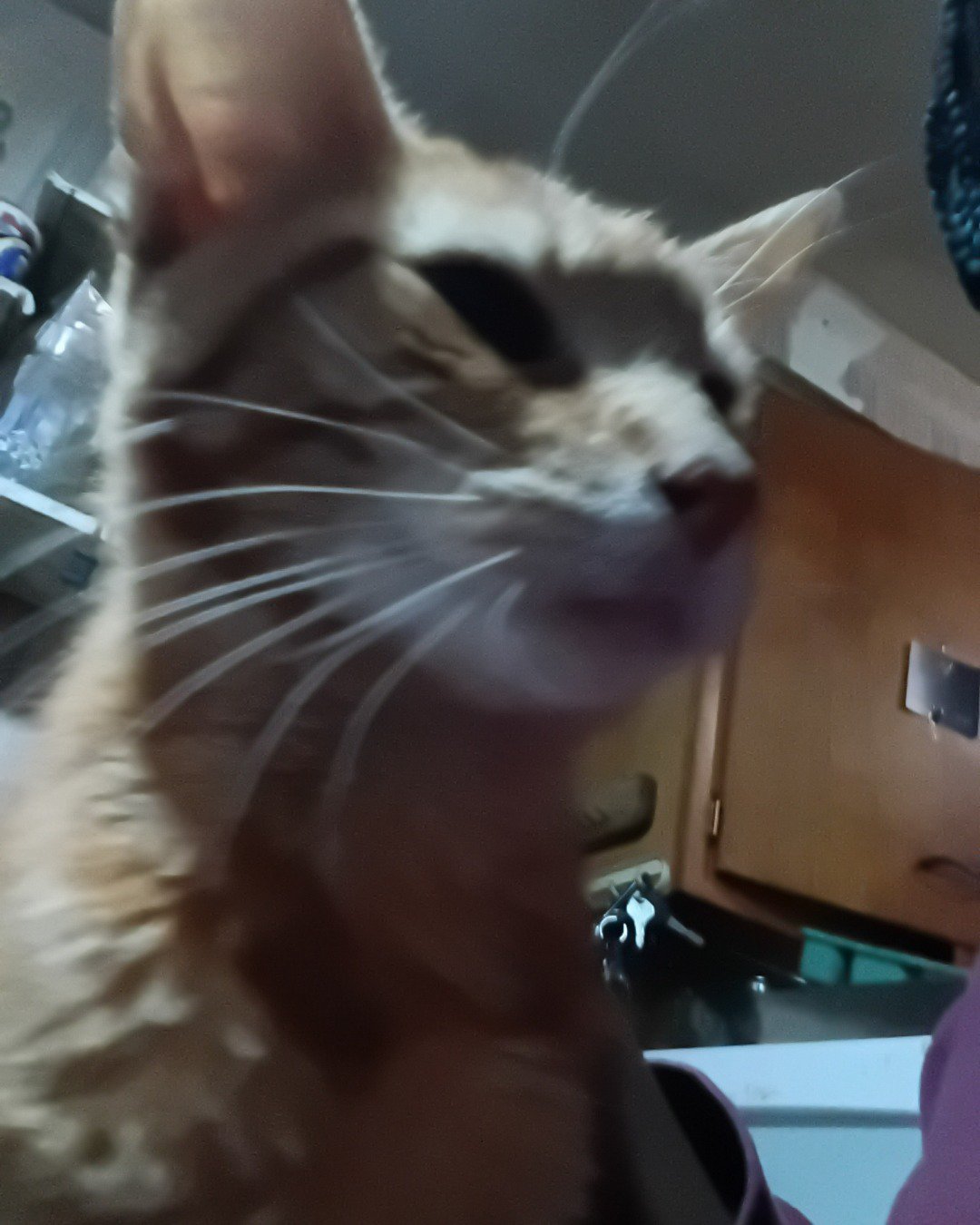 Pumpkin. Cat, Abyssinian