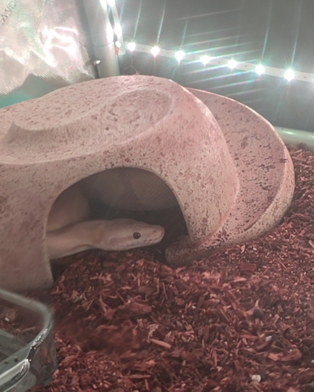 Gouda the Ball Python. Reptile, Snake